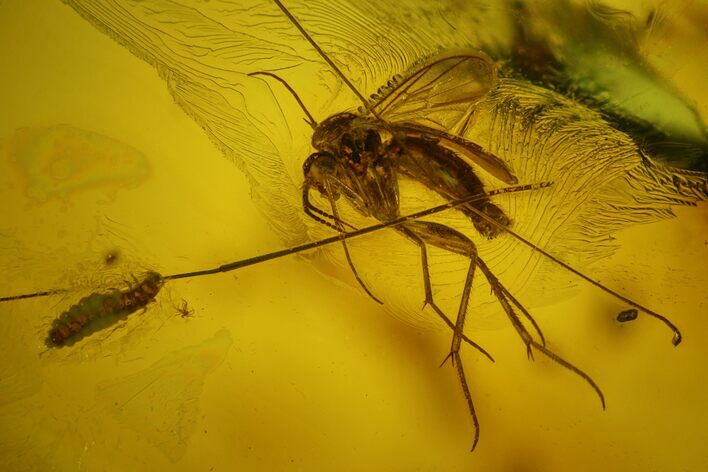 Four Fossil Flies (Diptera) and a Beetle (Coleoptera) In Baltic Amber #173675